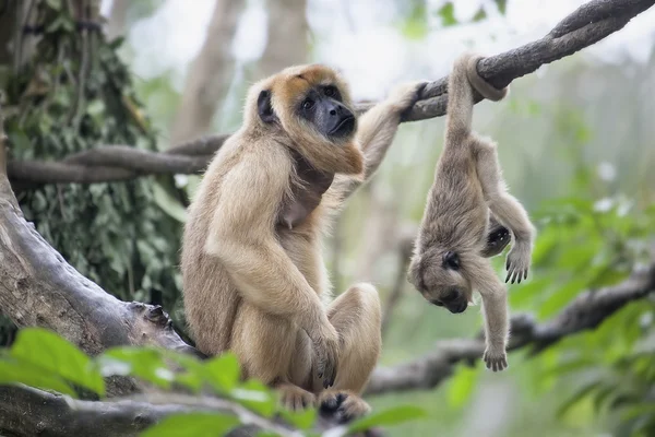 Madre y bebé mono aullador — Foto de Stock