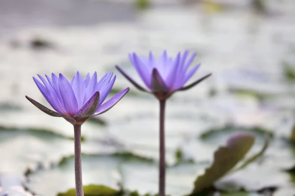 Λίμνη με λουλούδι μωβ Νούφαρο — Φωτογραφία Αρχείου