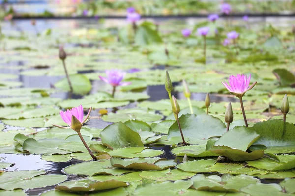 Pond with Pink Water Lilies — Stock Photo, Image