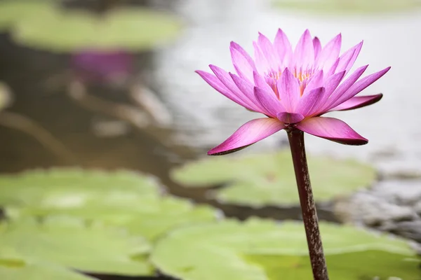 Lagoa com flor de lírio de água rosa — Fotografia de Stock