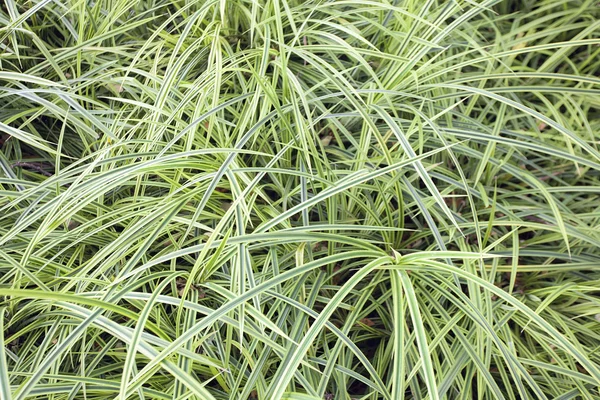 多彩なモンキー草背景 — ストック写真
