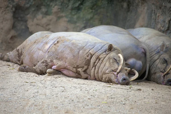 Babirusa cerdos durmiendo — Foto de Stock