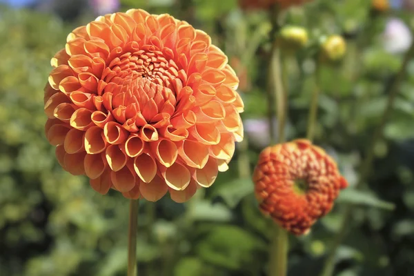 Orange Dahlia Flower Closeup — Stock Photo, Image