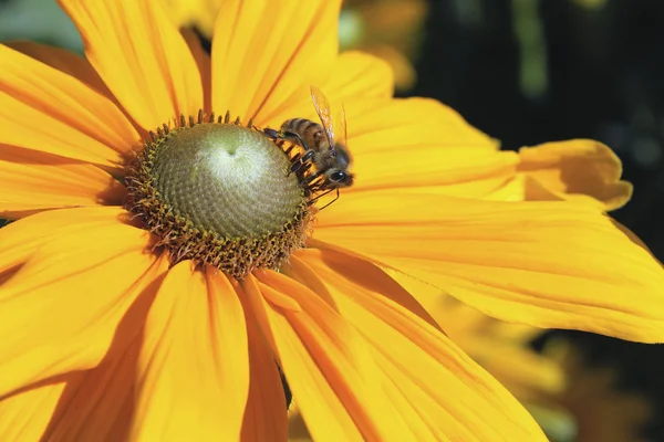 Honey Bee and Yellow Dahlia Flower — Stock Photo, Image