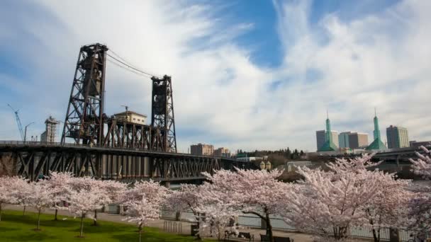 La floración de los árboles de flor de cerezo Temporada de primavera a lo largo del río Willamette Waterfront en Portland Oregon 1080p — Vídeo de stock