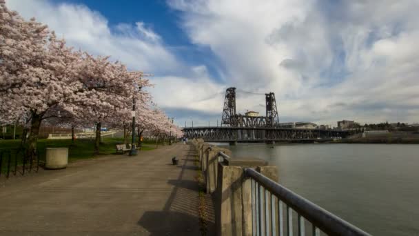 Kvetoucí třešní stromy jarní sezóny po nábřeží řeky willamette v Portlandu oregon 1080p — Stock video