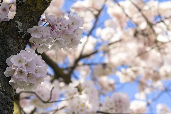 Flores de cerejeira florescendo Fechar — Fotografia de Stock