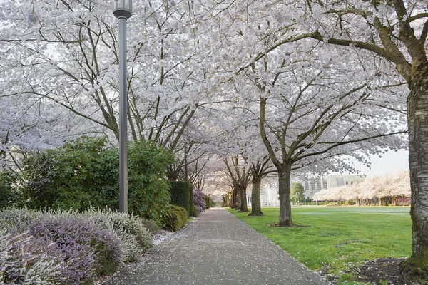 Fiori di ciliegio baldacchino lungo il percorso del giardino — Foto Stock
