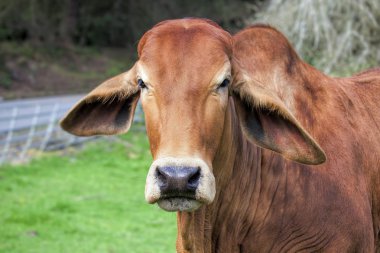Brahman inek portre portre