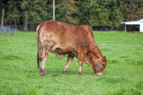 Brahman Cow Grazing on Grass — Stock Photo, Image