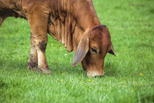 Brahman krowy pasące się na trawa zbliżenie — Zdjęcie stockowe