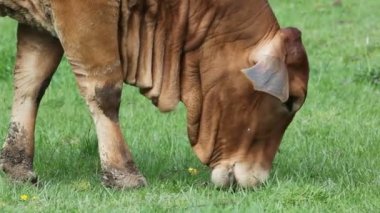 Amerikan brahman inek sığır tarım arazileri tatlı 1080 p yüksek tanımlı film yeşil çim üzerinde otlatma