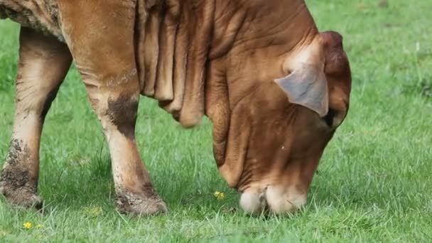 American Brahman Cow Cattle Grazing on Green Grass on the Farmland Primer plano Película de alta definición 1080p — Vídeos de Stock