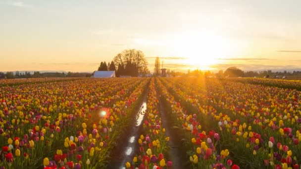 Golden Sunset en la granja de tulipanes de zapatos de madera Temporada de primavera temprana en Woodburn Oregon Time Lapse 1080p Ampliación — Vídeo de stock