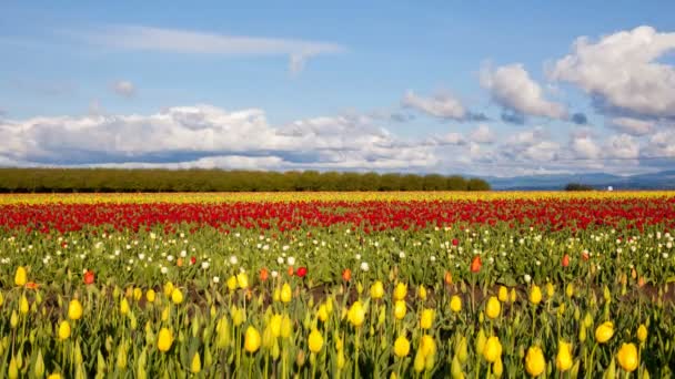 Nubes blancas móviles y cielo azul en la granja de tulipanes de zapatos de madera Temporada de primavera temprana en Woodburn Oregon Time Lapse 1920x1080 — Vídeo de stock