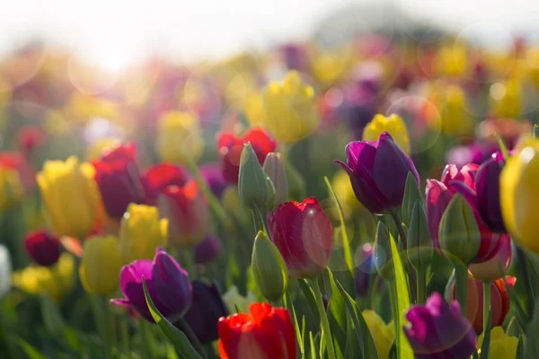 Fältet färgglada tulpaner blommar — Stockfoto