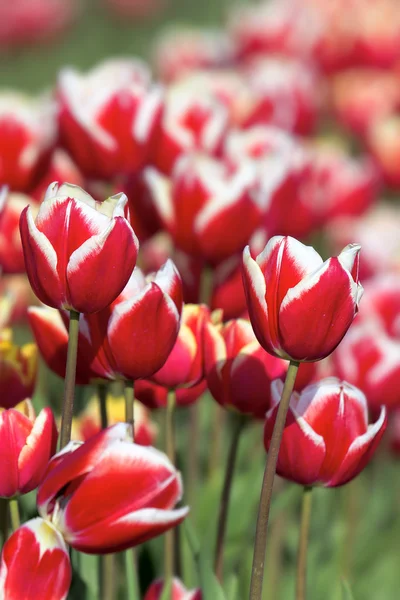 Rode en witte tulpen close-up — Stockfoto