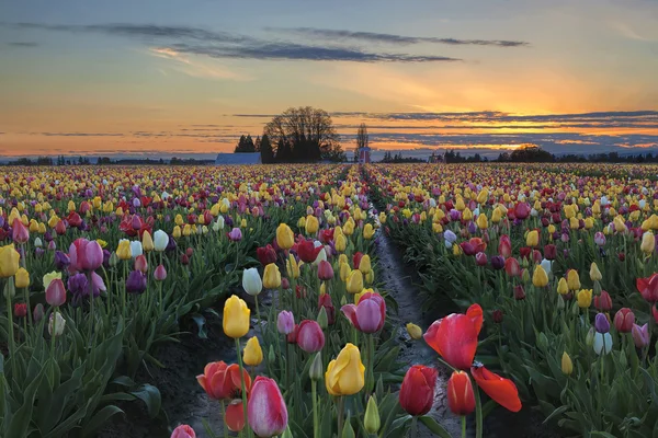 Campo de la granja de tulipán al atardecer — Foto de Stock