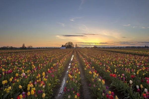 Tulp veld bij zonsondergang — Stockfoto