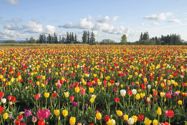 Gebied van kleurrijke tulpen landschap — Stockfoto