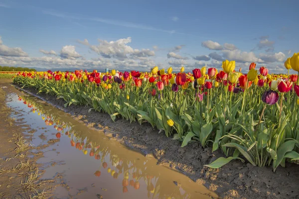 Odbicie tulipany — Zdjęcie stockowe