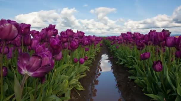 Tulipas roxas na temporada de primavera com reflexos de água e nuvens brancas móveis e lapso de tempo de céu azul em Woodburn Oregon 1080p — Vídeo de Stock