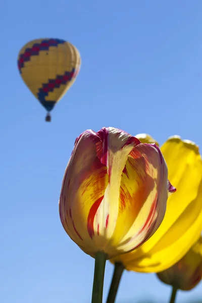 Tulipanes amarillos y rojos con globo aerostático — Foto de Stock