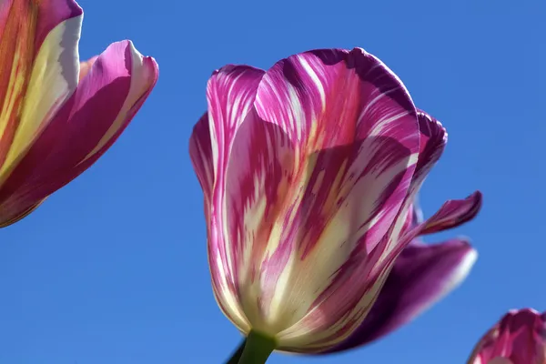 Růžové a bílé pruhy Tulipán květ záběr — Stock fotografie
