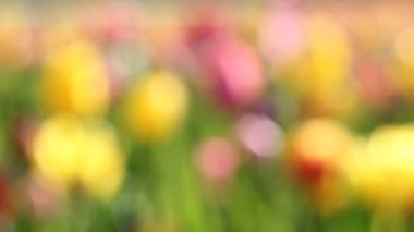 odak noktası bokeh arka planda güneşli ve havadar bahar sezonu gün closeup 1080 p oregon woodburn dışarı parlak renkli Lale