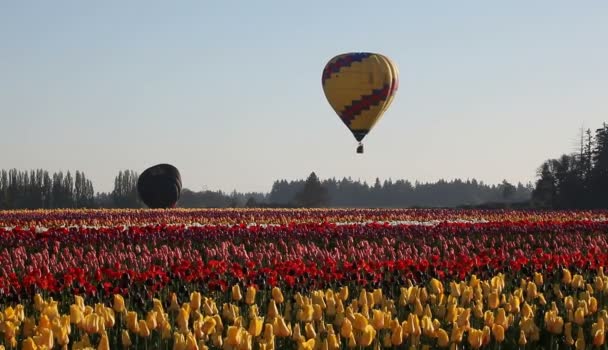 Globos de aire caliente despegando en colorida granja de tulipanes en Woodburn Oregon una mañana de primavera 1080p — Vídeo de stock