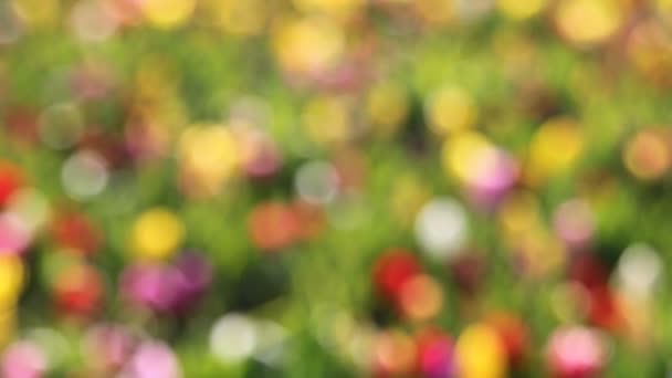 Luminosi tulipani colorati fuori fuoco sfondo Bokeh in Woodburn Oregon su una Sunny Spring Season Day 1080p — Video Stock
