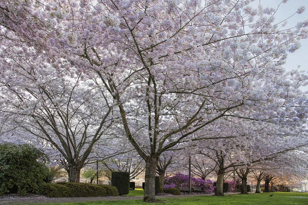Kersenboom bloesem in capitol state park — Stockfoto