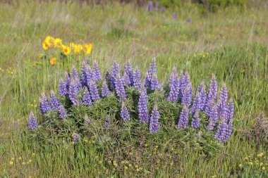 Broadleaf Lupine Flowers Blooming in Spring clipart