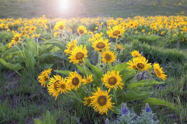 Columbia river gorge çiçek açan arrowleaf balsamroot