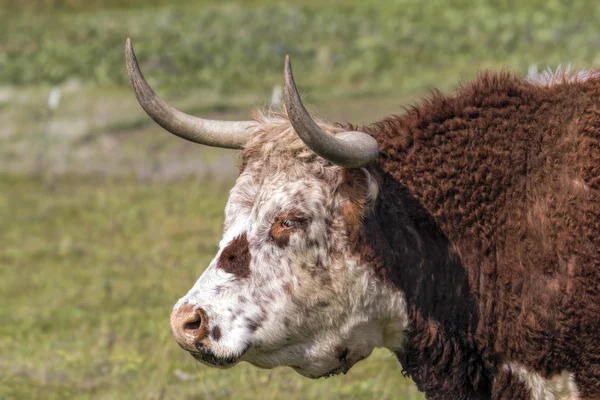Szarvasmarhák szarvai oldalán portré — Stock Fotó