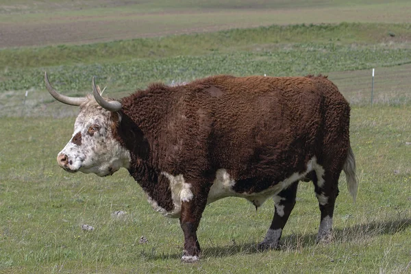 Nötkreatur med horn hela kroppen porträtt — Stockfoto