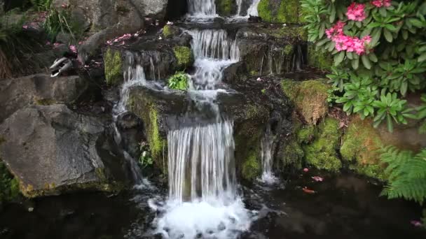 Waterfall in Backyard Garden with Ferns Moss Pink Rhododendron Flowers Blooming and Ducks Bathing in Spring Season 1080p — Stock Video