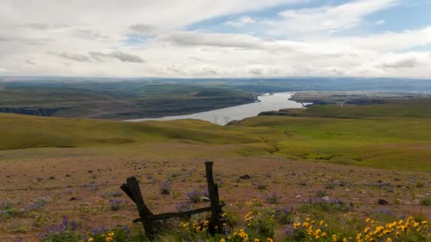 Adembenemend uitzicht van columbia river gorge met wilde bloemen bloeien en bewegende wolken time-lapse in maryhill washington 1080p — Stockvideo