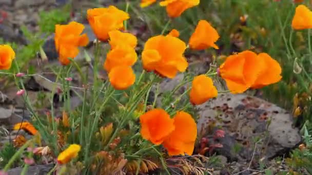 Gyllene vallmo blommor blommar våren säsongen i maryhill washington på en blåsig blåsig dag 1080p — Stockvideo