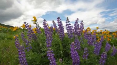 lupine ve balsamroot kır çiçekleri Blooming maryhill sezonunda bahar beyaz bulutlar ve rüzgarlı bir gün 1080p üzerinde mavi gökyüzü ile washington