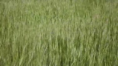 vahşi yeşil çim taşıma ve Rüzgar bahar sezonu closeup arka 1080 p dans