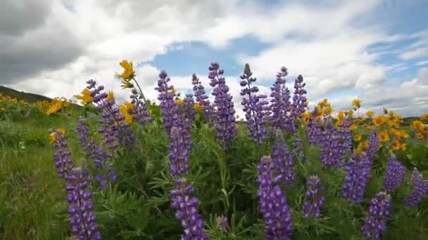 Lupin et Balsamroot fleurs sauvages floraison printemps saison dans Maryhill Washington avec des nuages blancs et ciel bleu par un jour de vent 1080p 