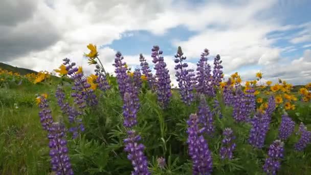 ルピナスと balsamroot の野生の花咲く春シーズン maryhill で白い雲と青い空、風の日に 1080 p を持つワシントン — ストック動画