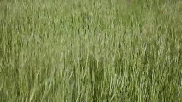 Vahşi yeşil çim taşıma ve Rüzgar bahar sezonu closeup arka 1080 p dans — Stok video