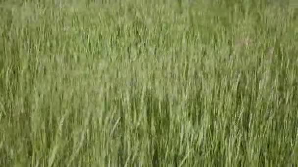 Herbe verte sauvage se déplaçant et dansant dans le vent Printemps saison Gros plan fond 1080p 