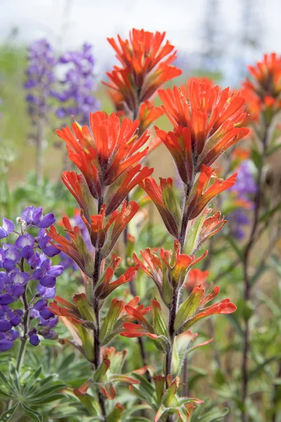 Pinceau indien rouge Fleurs sauvages Gros plan — Photo