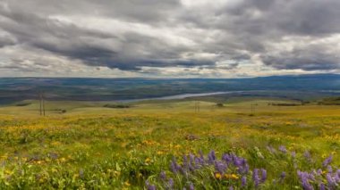 lupine ve balsamroot kır çiçekleri Blooming bahar mevsiminde maryhill washington hills yatay, güneş karanlık bulutlar ve gökyüzü bir fırtınalı gün timelapse 1080 p alınıyor.