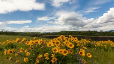 Sarı balsamroot kır çiçekleri Blooming bahar mevsiminde maryhill washington beyaz bulutlar ve mavi gökyüzü zaman atlamalı bir esintili gününde 1080p ile