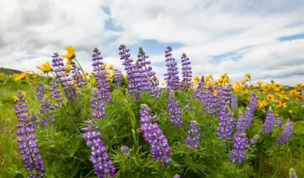 Lupine e Balsamroot Amarelo Flores silvestres Blooming Primavera Temporada em Maryhill Washington com nuvens brancas e Blue Sky Time Lapse 1080p — Vídeo de Stock