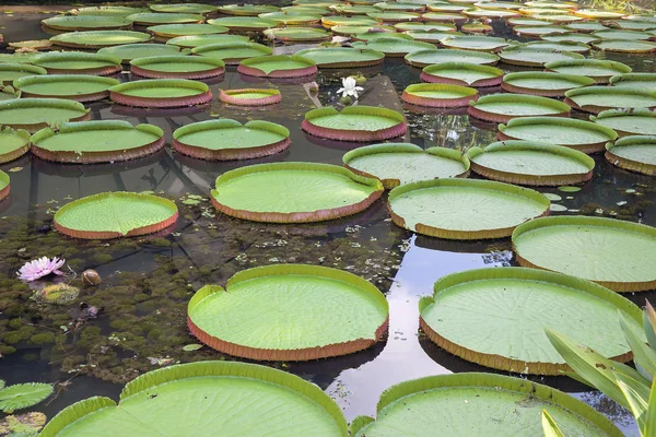 Gigante amazzonica Water Lily Pads — Foto Stock